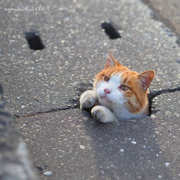 Japanese Photographer Photographs Stray Cats and They Look Absolutely Adorable