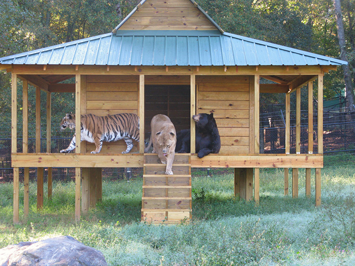 These Animals including Bear Tiger Lion live together