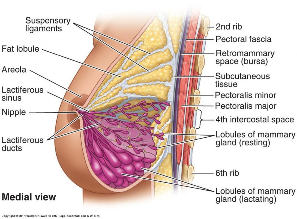 Female Mammary Glands