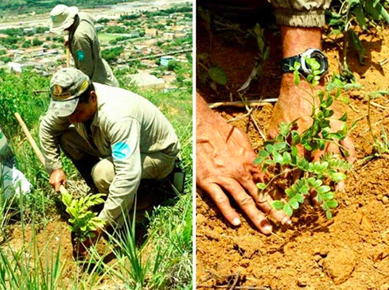 Brazilian Couple Planted Trees For 2 Decades And Restored The Destroyed Forest