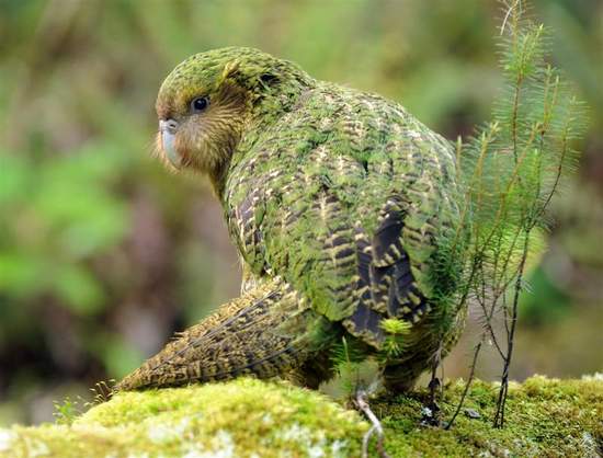 New Zealand based parrot species Kakapos has best breeding season