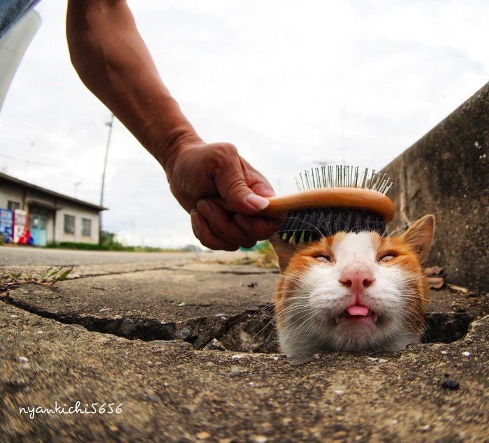 Japanese Photographer Photographs Stray Cats and They Look Absolutely Adorable