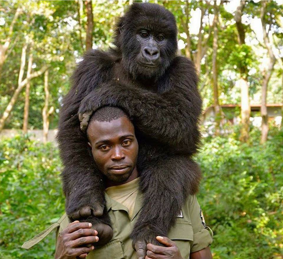 Anti-Poaching Rangers And Gorillas 