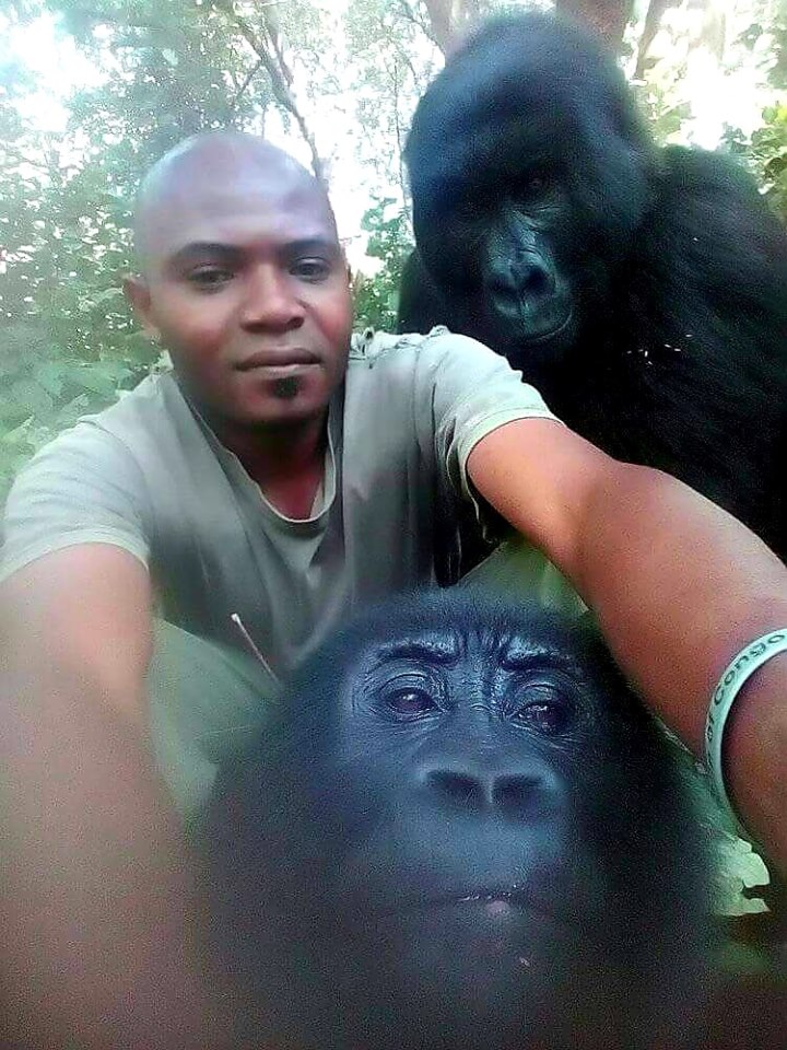 Anti Poaching Rangers And Gorillas 