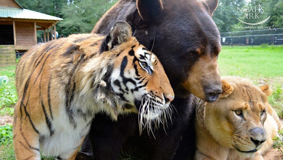 These Animals including Bear Tiger Lion live together