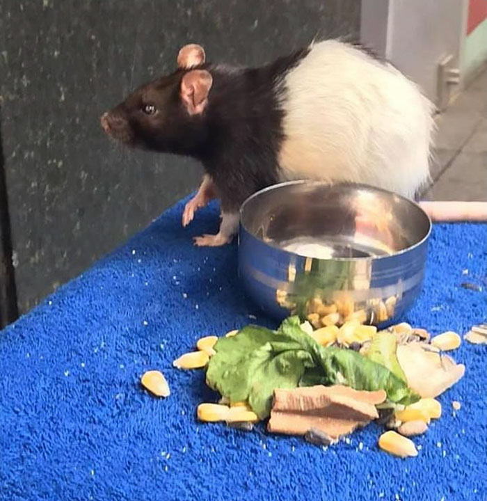 Homeless Man Seeks Help To Find His Stolen Beloved Rat