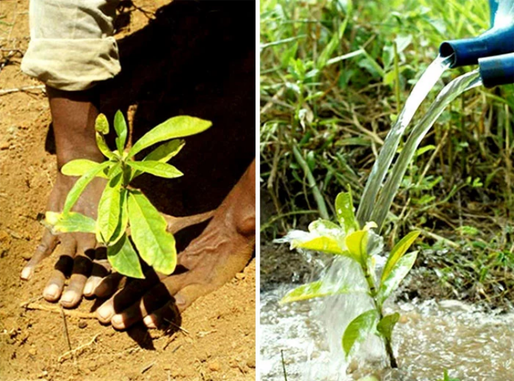 Brazilian Couple Planted Trees For 2 Decades And Restored The Destroyed Forest