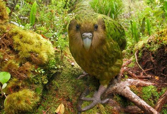 New Zealand based parrot species Kakapos has best breeding season