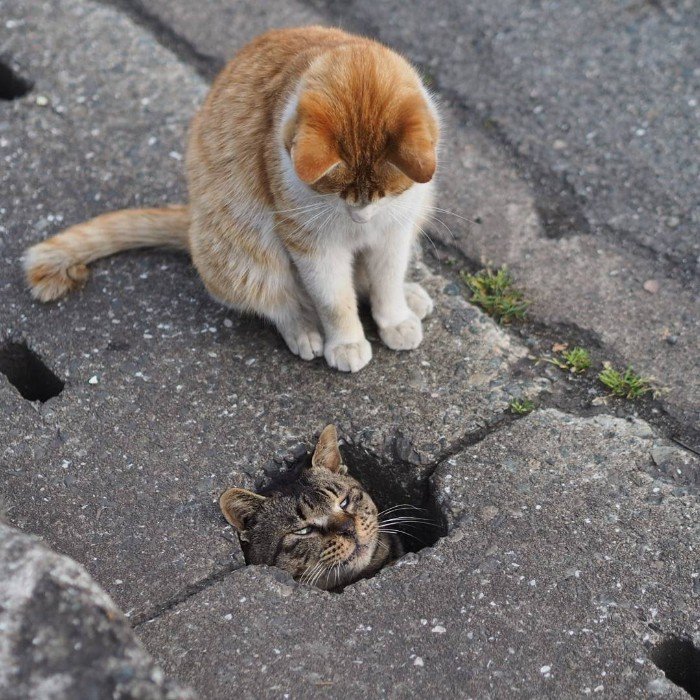 Japanese Photographer Photographs Stray Cats and They Look Absolutely Adorable