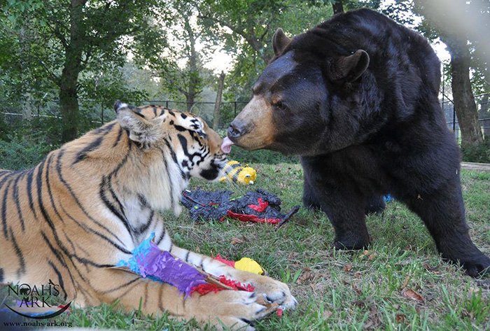 These Animals including Bear Tiger Lion live together