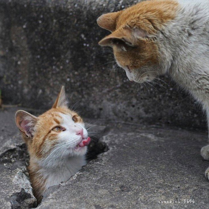 Japanese Photographer Photographs Stray Cats and They Look Absolutely Adorable