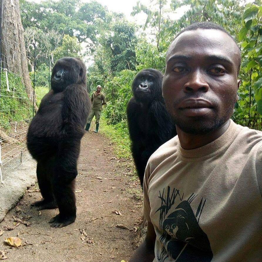 Anti Poaching Rangers And Gorillas 