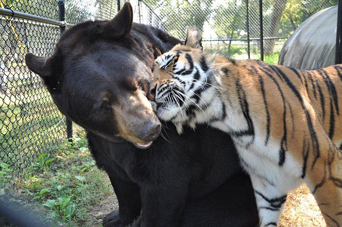 These Animals including Bear Tiger Lion live together