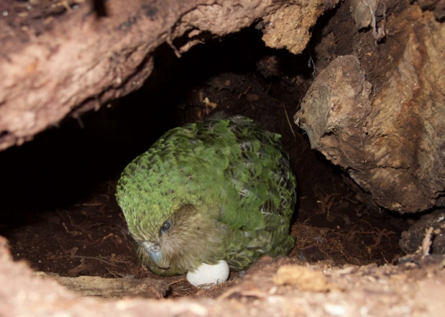 New Zealand based parrot species Kakapos has best breeding season