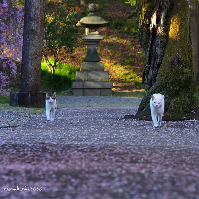 Japanese Photographer Photographs Stray Cats and They Look Absolutely Adorable