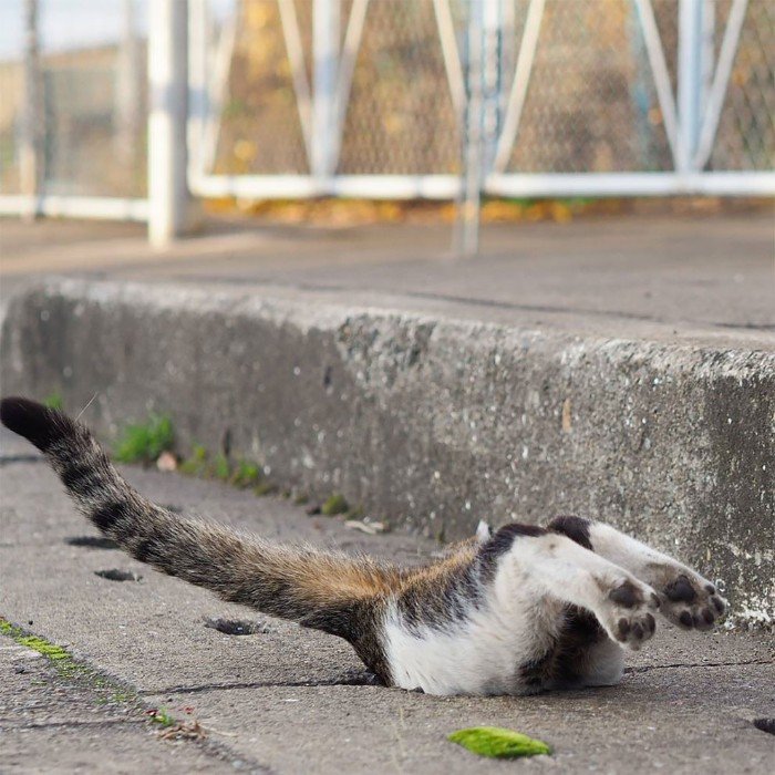 Japanese Photographer Photographs Stray Cats and They Look Absolutely Adorable