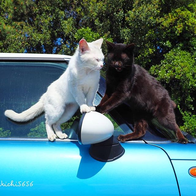 Japanese Photographer Photographs Stray Cats and They Look Absolutely Adorable