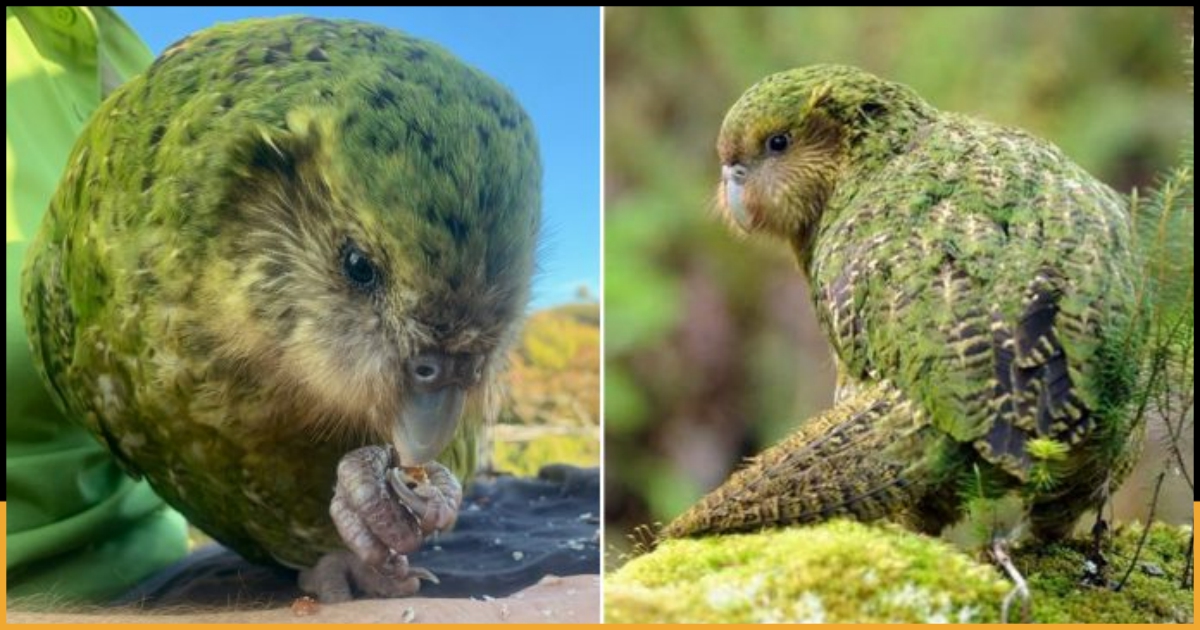 Kakapo, The Worlds Fattest Parrot Species From New Zealand Hits The ...