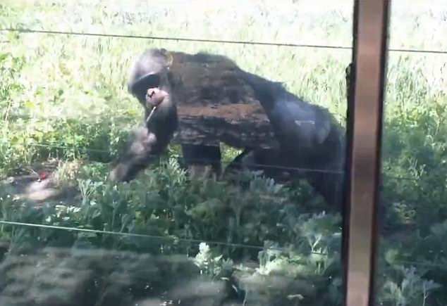 Chimpanzee becomes a chain smoker as tourists throw let cigarettes at him for 16 years