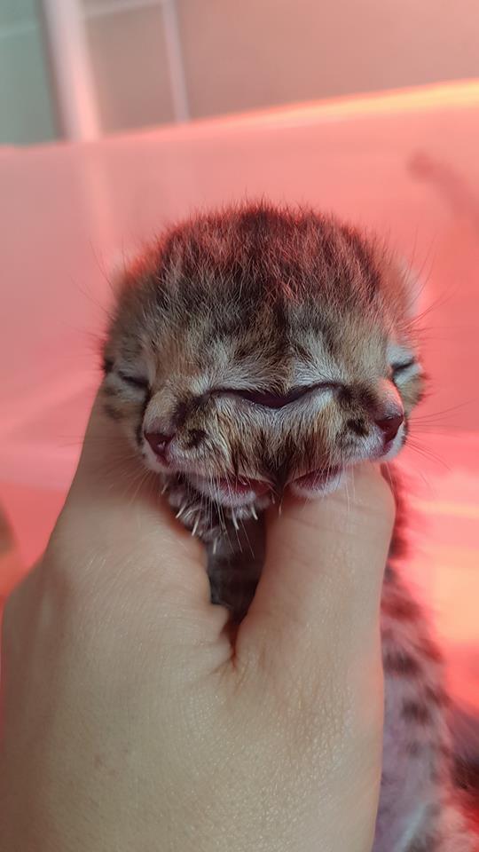 two faced kitten giving survival goals
