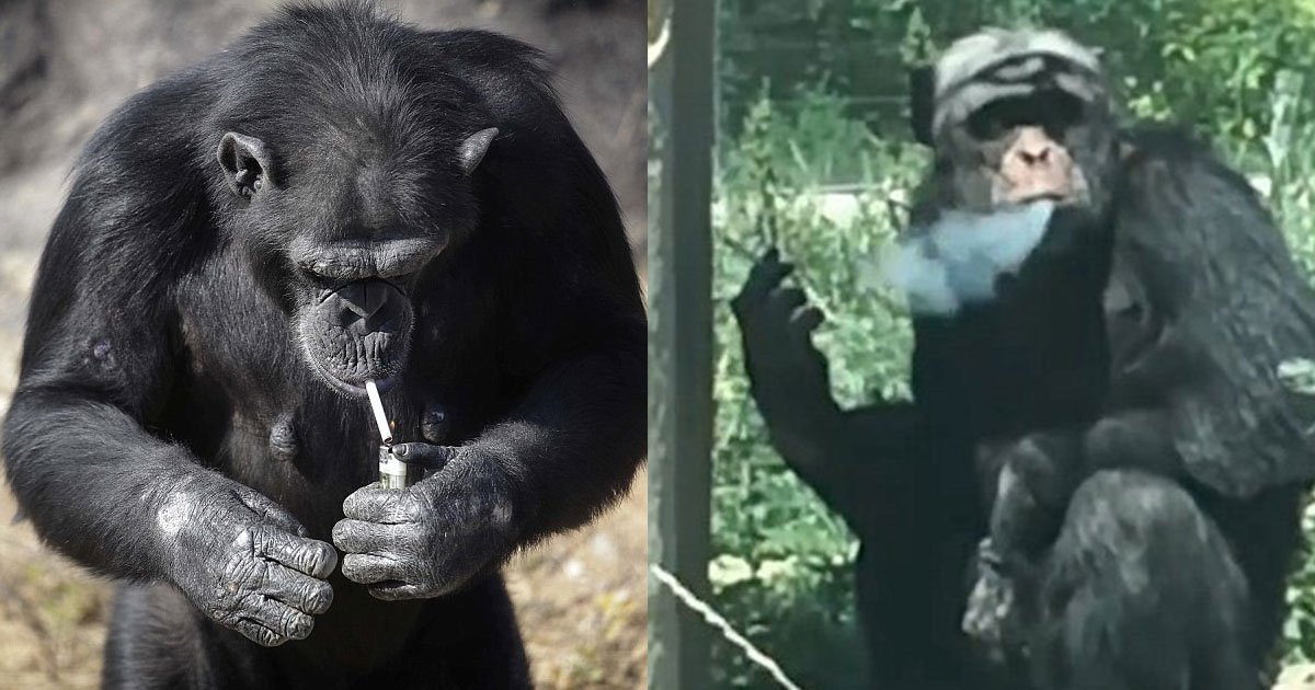 Chimpanzee becomes a chain smoker as tourists throw let cigarettes at him for 16 years
