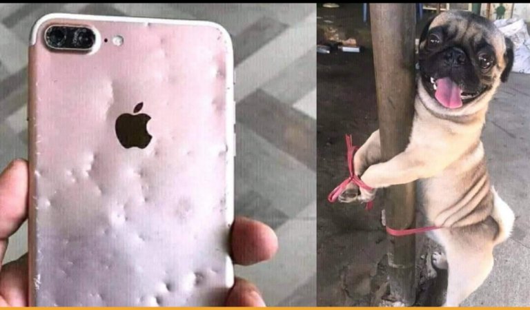 Woman Tied Pet Dog To A Pole After He Chews Her iPhone And Got Criticized By Netizens