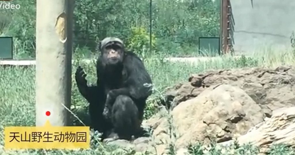 Chimpanzee becomes a chain smoker as tourists throw let cigarettes at him for 16 years