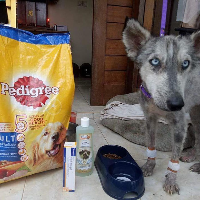 Boy From Bali Restores The Health Of A Skinny Dog In Just 10 Months