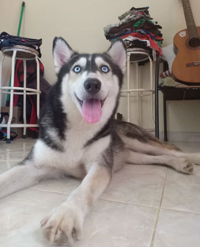 Boy From Bali Restores The Health Of A Skinny Dog In Just 10 Months