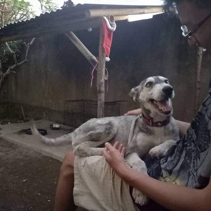 Boy From Bali Restores The Health Of A Skinny Dog In Just 10 Months