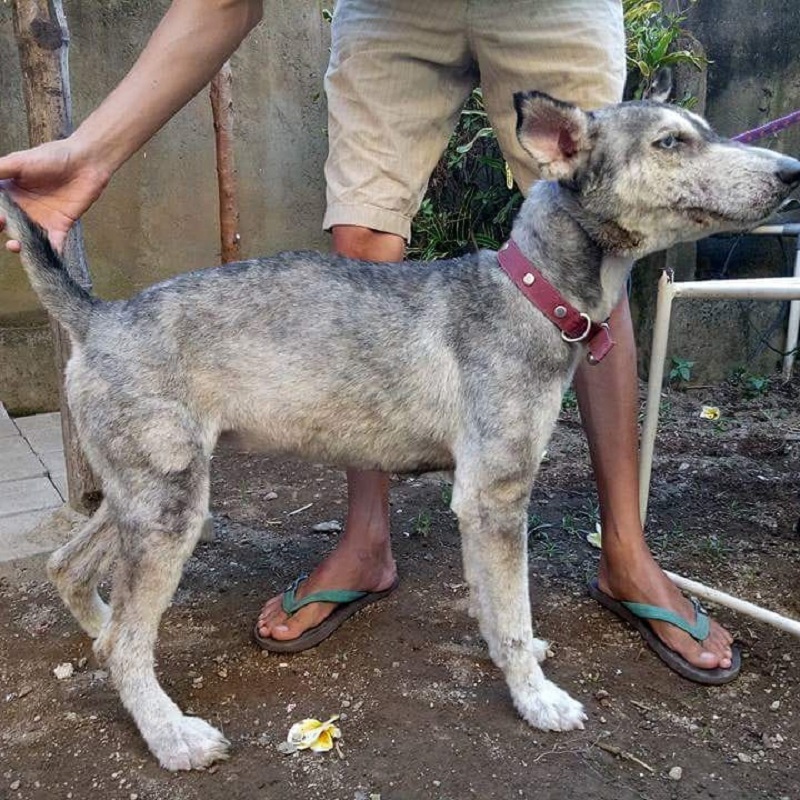 Boy From Bali Restores The Health Of A Skinny Dog In Just 10 Months