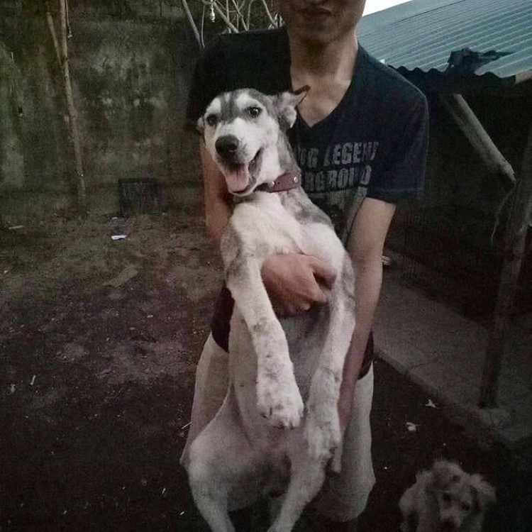 Boy From Bali Restores The Health Of A Skinny Dog In Just 10 Months