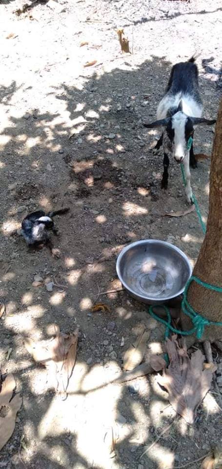 This Little Boy From Philippines Asked For A Goat As His Graduation Gift