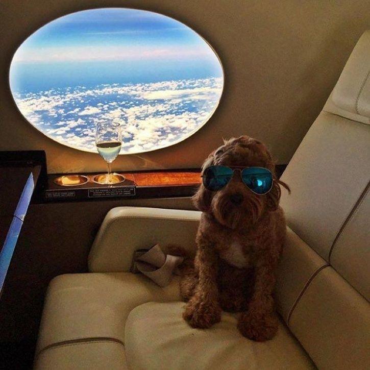 These Rich Dogs Of Instagram Are Living A More Lavish Life Than We Ever Will