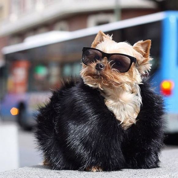 These Rich Dogs Of Instagram Are Living A More Lavish Life Than We Ever Will