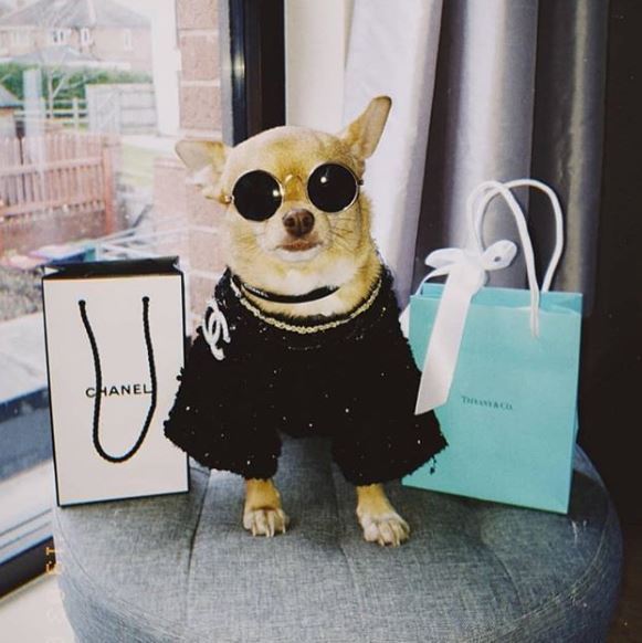 These Rich Dogs Of Instagram Are Living A More Lavish Life Than We Ever Will