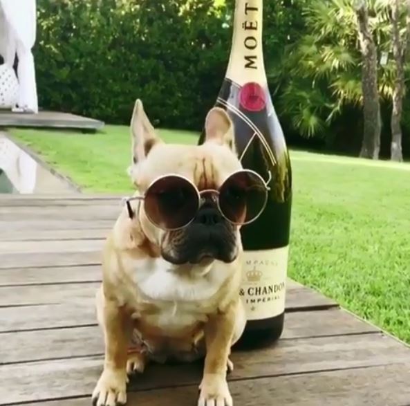 These Rich Dogs Of Instagram Are Living A More Lavish Life Than We Ever Will