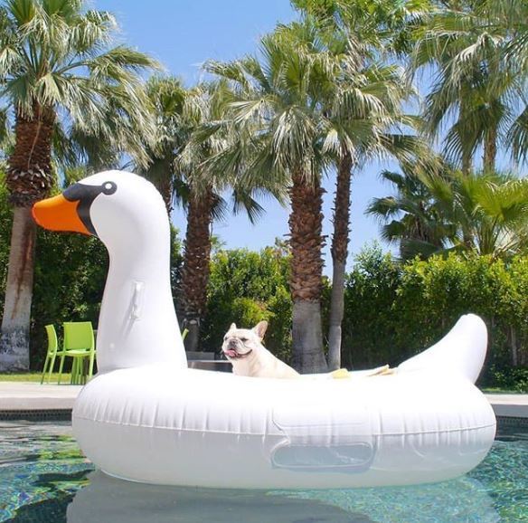 These Rich Dogs Of Instagram Are Living A More Lavish Life Than We Ever Will