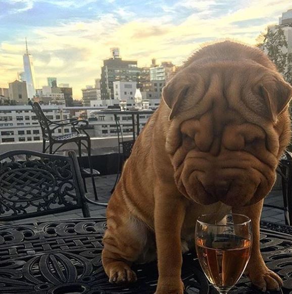 These Rich Dogs Of Instagram Are Living A More Lavish Life Than We Ever Will