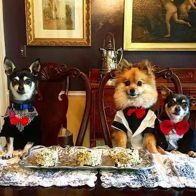 These Rich Dogs Of Instagram Are Living A More Lavish Life Than We Ever Will