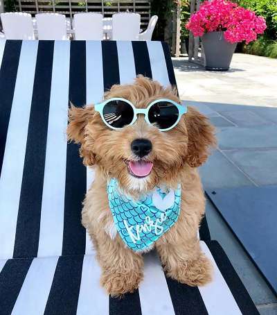 These Rich Dogs Of Instagram Are Living A More Lavish Life Than We Ever Will