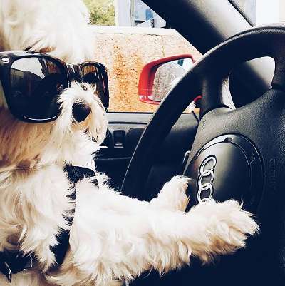 These Rich Dogs Of Instagram Are Living A More Lavish Life Than We Ever Will