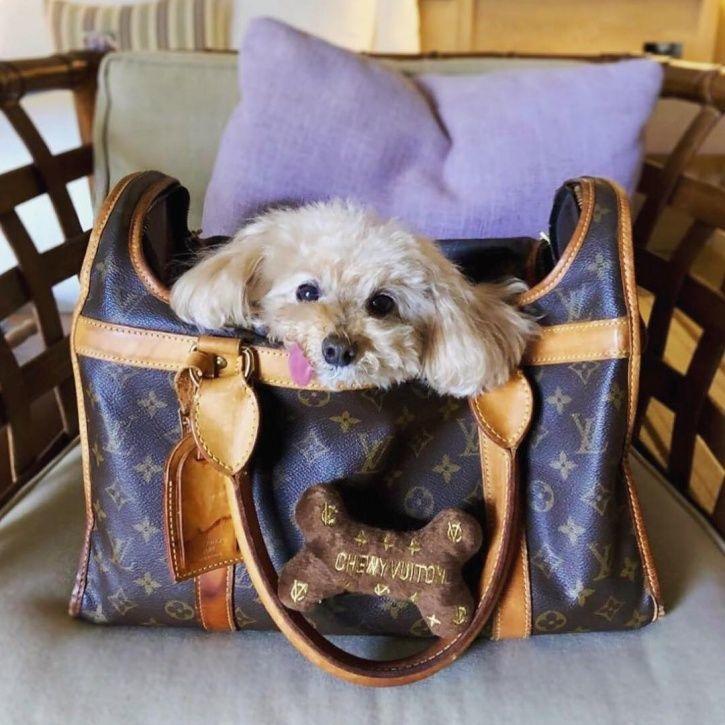 These Rich Dogs Of Instagram Are Living A More Lavish Life Than We Ever Will