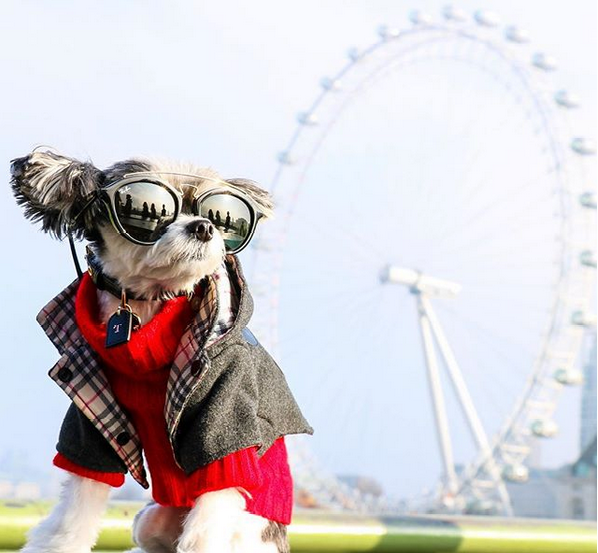 These Rich Dogs Of Instagram Are Living A More Lavish Life Than We Ever Will