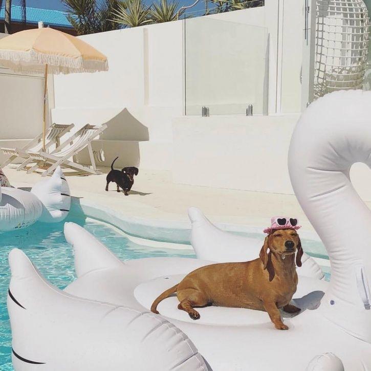 These Rich Dogs Of Instagram Are Living A More Lavish Life Than We Ever Will