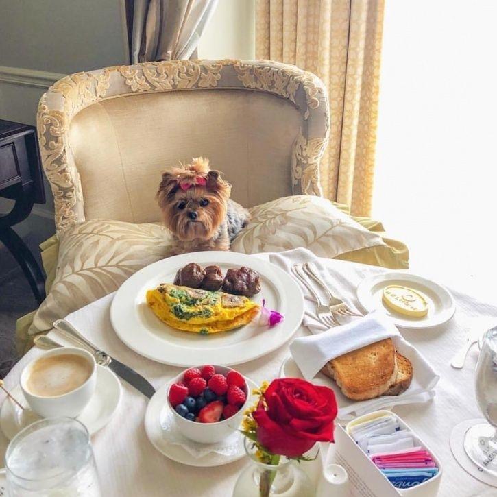 These Rich Dogs Of Instagram Are Living A More Lavish Life Than We Ever Will