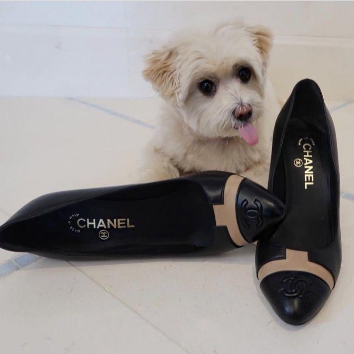 These Rich Dogs Of Instagram Are Living A More Lavish Life Than We Ever Will