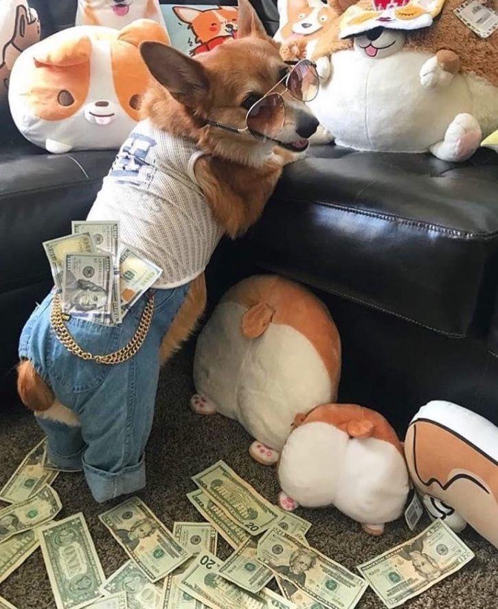 These Rich Dogs Of Instagram Are Living A More Lavish Life Than We Ever Will