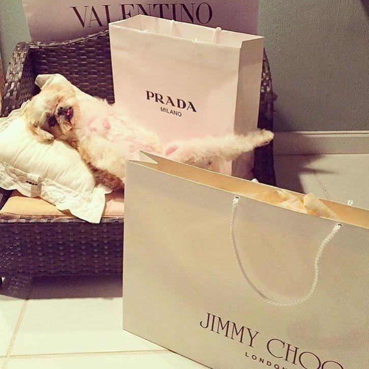 These Rich Dogs Of Instagram Are Living A More Lavish Life Than We Ever Will