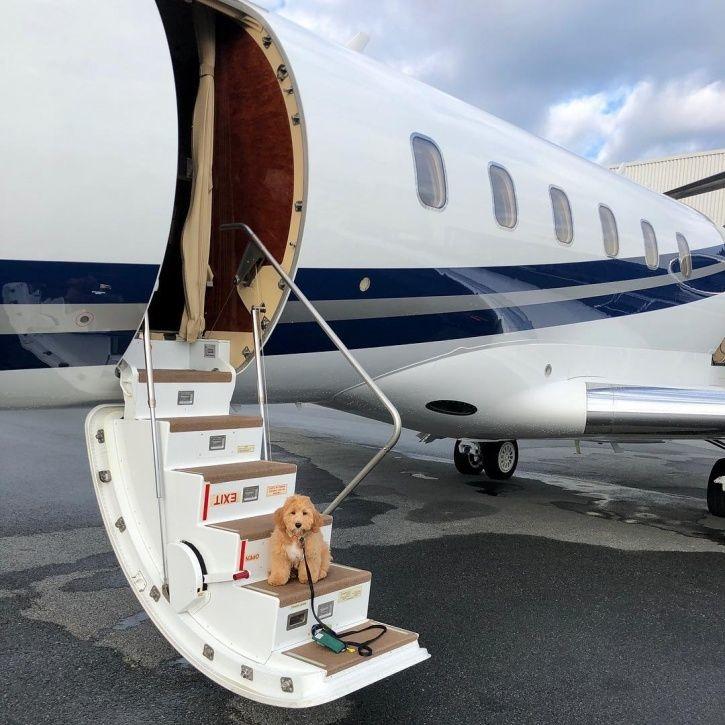 These Rich Dogs Of Instagram Are Living A More Lavish Life Than We Ever Will